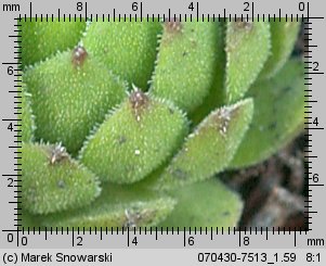 Sempervivum montanum (rojnik górski)