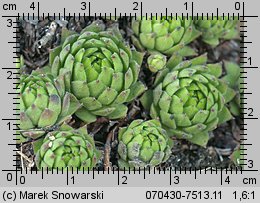 Sempervivum montanum (rojnik górski)