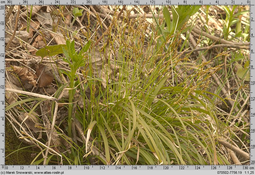 Carex digitata (turzyca palczasta)