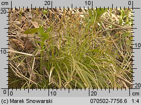 Carex digitata (turzyca palczasta)