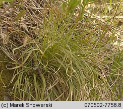 Carex digitata (turzyca palczasta)