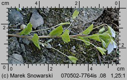 Veronica filiformis (przetacznik nitkowaty)