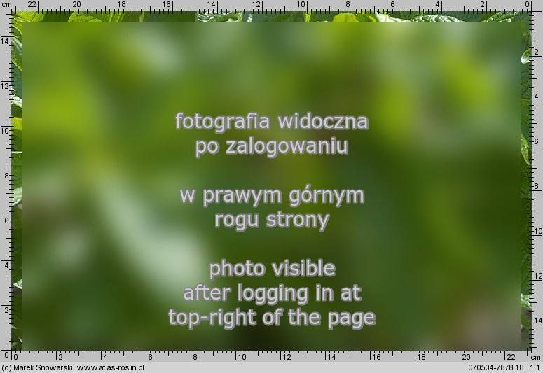 Scopolia carniolica (lulecznica kraińska)