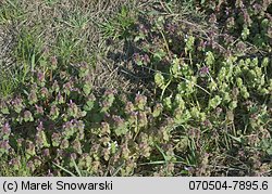 Lamium purpureum (jasnota purpurowa)