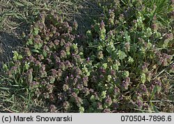 Lamium purpureum (jasnota purpurowa)