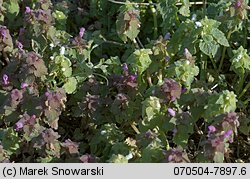 Lamium purpureum (jasnota purpurowa)