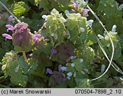 Lamium purpureum (jasnota purpurowa)