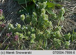 Lamium purpureum (jasnota purpurowa)