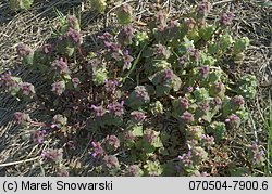 Lamium purpureum (jasnota purpurowa)