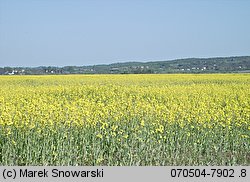 Brassica napus ssp. napus (kapusta rzepak typowa)