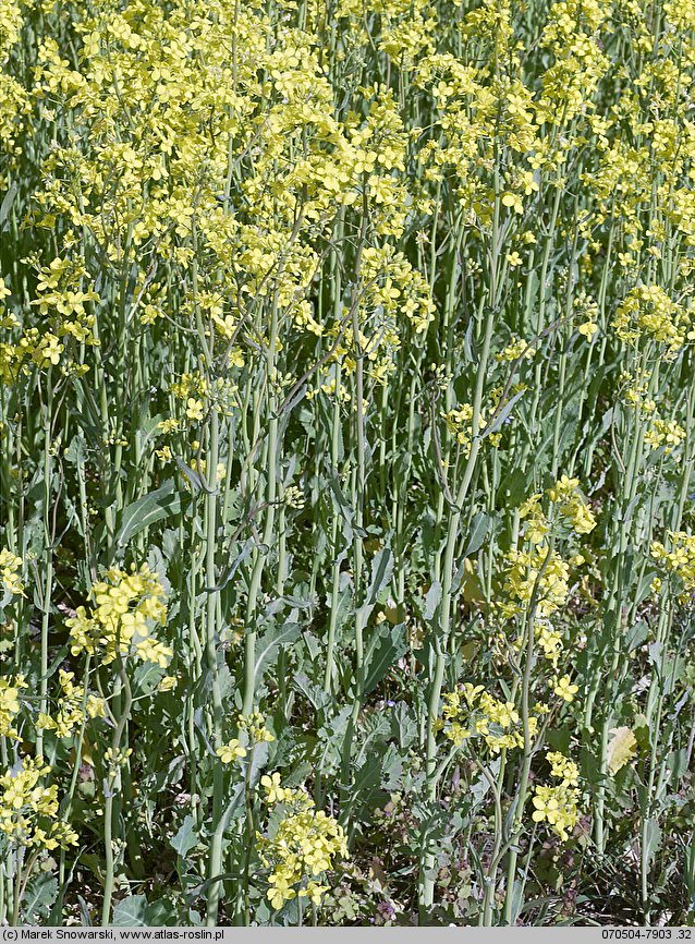 Brassica napus ssp. napus (kapusta rzepak typowa)