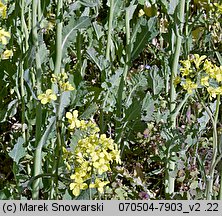 Brassica napus ssp. napus (kapusta rzepak typowa)