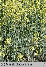 Brassica napus ssp. napus (kapusta rzepak typowa)