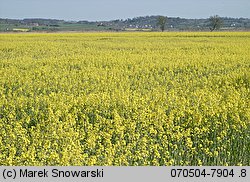 Brassica napus ssp. napus (kapusta rzepak typowa)