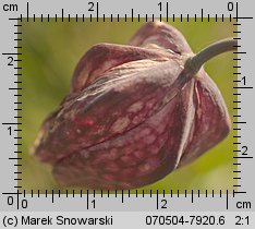 Fritillaria meleagris (szachownica kostkowata)