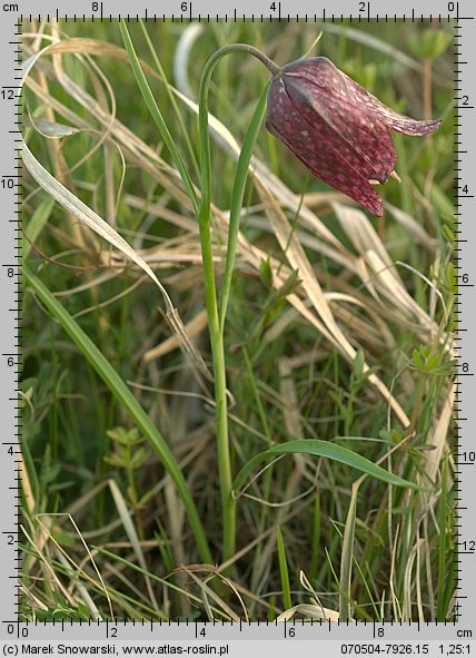 Fritillaria meleagris (szachownica kostkowata)