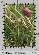 Fritillaria meleagris (szachownica kostkowata)