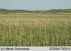 Fritillaria meleagris (szachownica kostkowata)