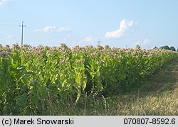 Nicotiana tabacum (tytoń szlachetny)