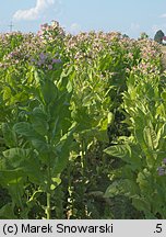 Nicotiana tabacum (tytoń szlachetny)