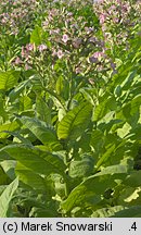 Nicotiana tabacum (tytoń szlachetny)