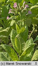 Nicotiana tabacum (tytoń szlachetny)