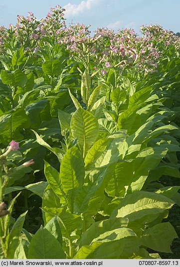 Nicotiana tabacum (tytoń szlachetny)