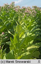 Nicotiana tabacum (tytoń szlachetny)