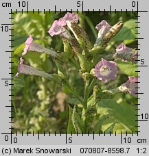 Nicotiana tabacum (tytoń szlachetny)