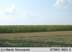 Nicotiana tabacum (tytoń szlachetny)