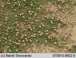 Trifolium fragiferum ssp. fragiferum (koniczyna rozdęta typowa)