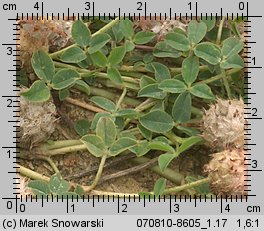 Trifolium fragiferum ssp. fragiferum (koniczyna rozdęta typowa)