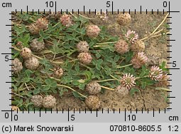 Trifolium fragiferum ssp. fragiferum (koniczyna rozdęta typowa)