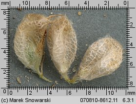 Trifolium fragiferum ssp. fragiferum (koniczyna rozdęta typowa)