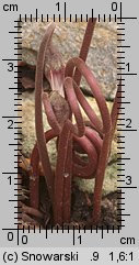 Cyclamen purpurascens (cyklamen purpurowy)