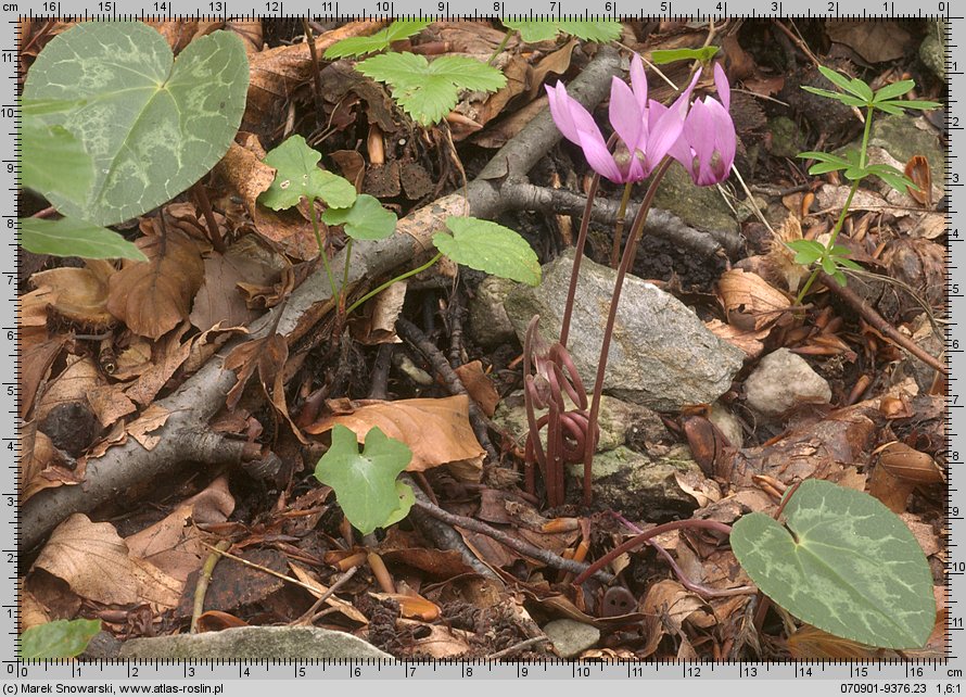 Cyclamen purpurascens (cyklamen purpurowy)