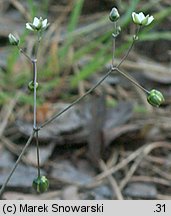 Spergula morisonii (sporek wiosenny)