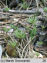 Spergula morisonii (sporek wiosenny)