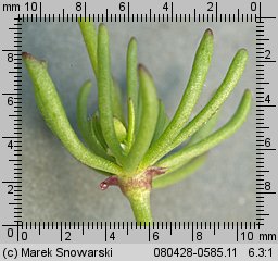 Spergula morisonii (sporek wiosenny)