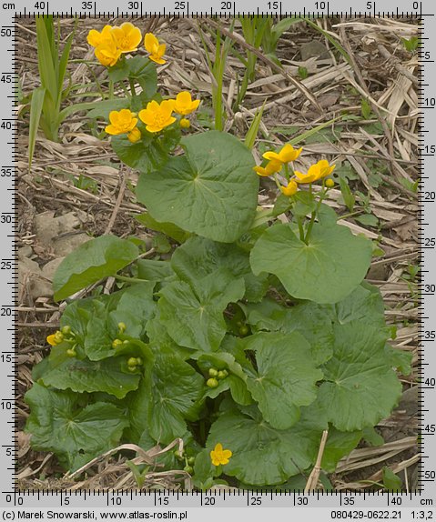 Caltha laeta (knieć górska)