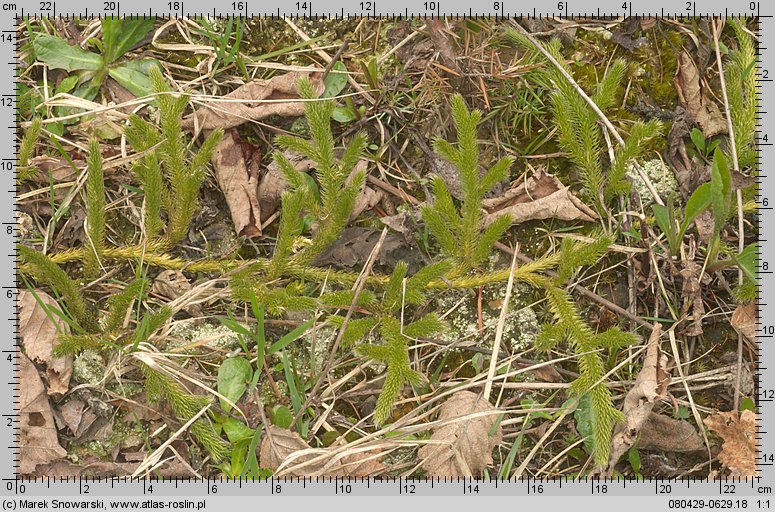 Lycopodium clavatum (widłak goździsty)