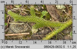 Lycopodium clavatum (widłak goździsty)