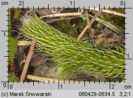 Lycopodium clavatum (widłak goździsty)