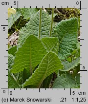 Primula elatior (pierwiosnek wyniosły)