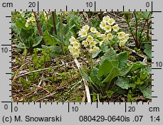 Primula elatior (pierwiosnek wyniosły)