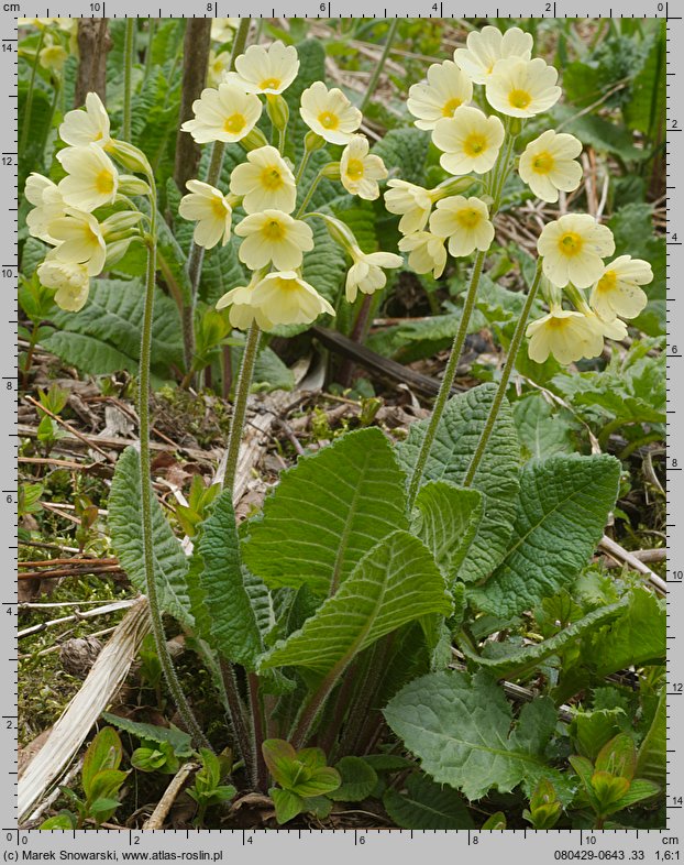 Primula elatior (pierwiosnek wyniosły)