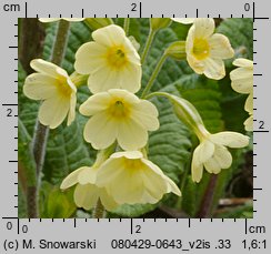 Primula elatior (pierwiosnek wyniosły)