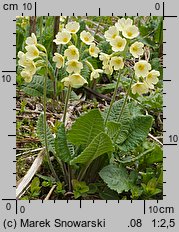 Primula elatior (pierwiosnek wyniosły)