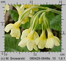 Primula elatior (pierwiosnek wyniosły)