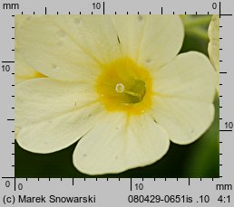 Primula elatior (pierwiosnek wyniosły)